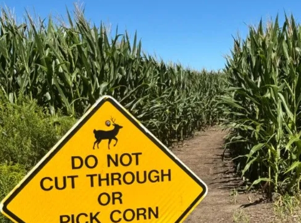 玉米地大學-UIUC